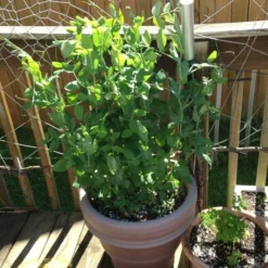 Roots Plants 10 Organic Sugar Snap Pea Plants Peas & Beans