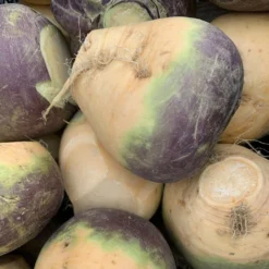 Roots Plants Organic Root Veg Collection | 50 Plants