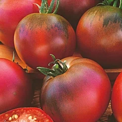 Roots Plants Salad Plants 15 Organic Colourful Tomato Plants