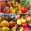Roots Plants Salad Plants 15 Organic Colourful Tomato Plants 1 Roots Plants Salad Plants 15 Organic Colourful Tomato Plants