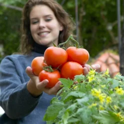Roots Plants Salad Plants 15 Organic Colourful Tomato Plants
