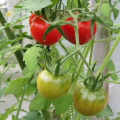 Roots Plants 5 Organic 'Gardeners Delight' Tomato Plants Salad Plants