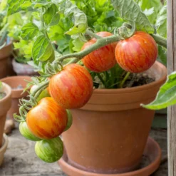 Roots Plants 15 Best Tomato Plants Collection | Growers Choice