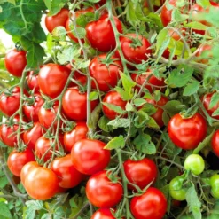 Roots Plants 15 Best Tomato Plants Collection | Growers Choice