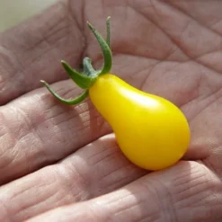 Roots Plants 5 Organic 'Yellow Pear' Tomato Plants