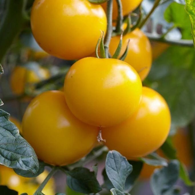 Roots Plants Salad Plants 5 Organic 'Golden Sunrise' Tomato Plants 4 Roots Plants Salad Plants 5 Organic 'Golden Sunrise' Tomato Plants