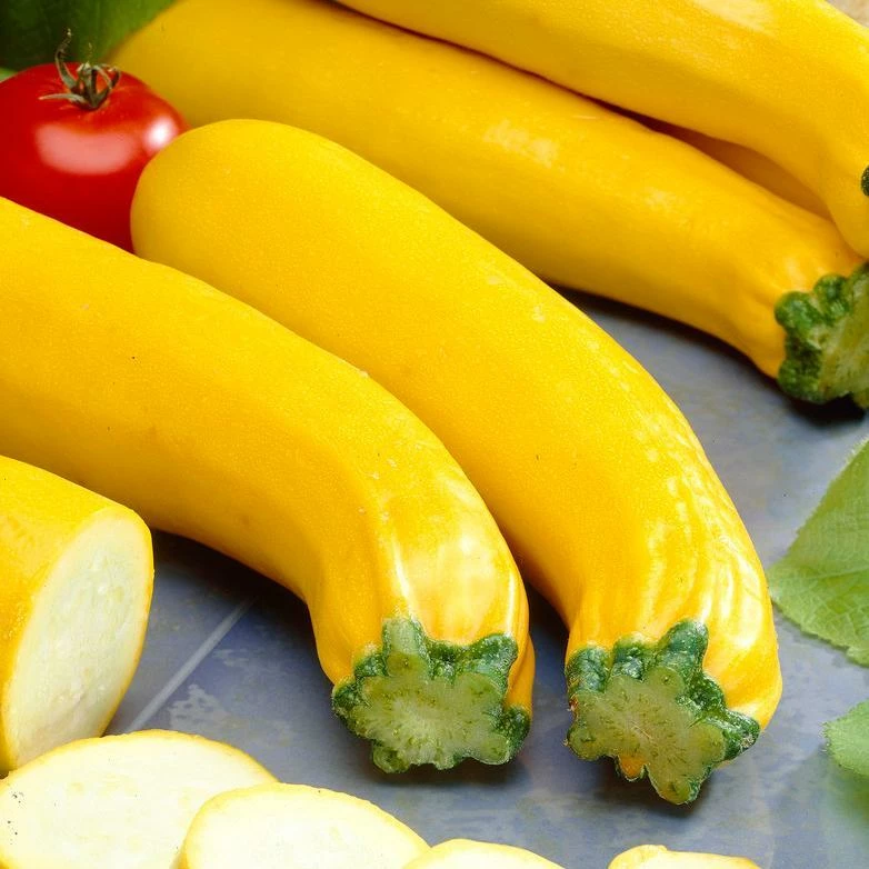 Roots Plants 12 Organic Colourful Courgette Collection Courgette Plants Courgettes 8 Roots Plants 12 Organic Colourful Courgette Collection Courgette Plants Courgettes