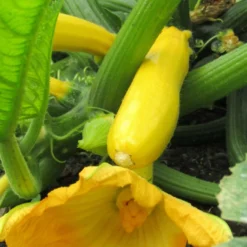 Roots Plants 3 Organic 'Atena Polka' Yellow Courgette Plants Courgettes