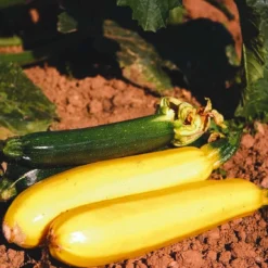 Roots Plants 3 Organic 'Atena Polka' Yellow Courgette Plants Courgettes