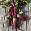 Roots Plants 10 Autumn 'Cylindra' Beetroot