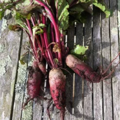 Roots Plants 10 Autumn 'Cylindra' Beetroot