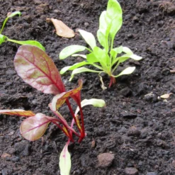 Roots Plants 10 Autumn 'Cylindra' Beetroot