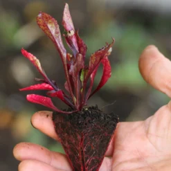Roots Plants 10 Autumn 'Cylindra' Beetroot