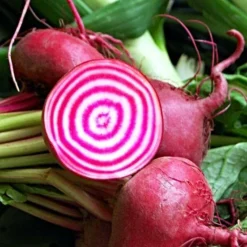 Roots Plants 10 Autumn 'Chioggia' Beetroot