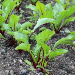 Roots Plants 10 Autumn 'Chioggia' Beetroot