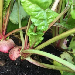 Roots Plants 10 Autumn 'Chioggia' Beetroot