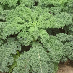 Roots Plants 10 Green Curled Dwarf Borecole Kale Brassicas & Leafy Greens