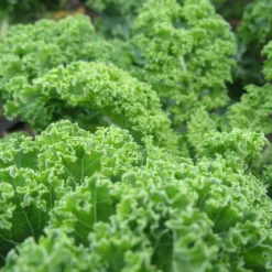 Roots Plants 10 Green Curled Dwarf Borecole Kale Brassicas & Leafy Greens