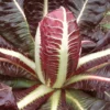 Roots Plants 10 Autumn 'Rossa Di Treviso' Chicory