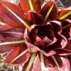 Roots Plants 10 Autumn 'Rossa Di Treviso' Chicory