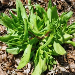 Roots Plants 10 Autumn 'Verte De Cambrai' Corn Salad