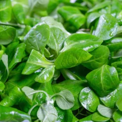 Roots Plants 10 Autumn 'Verte De Cambrai' Corn Salad