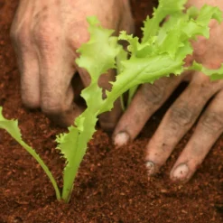 Roots Plants 10 Autumn 'Pancalieri' Endive All Vegetable Plants