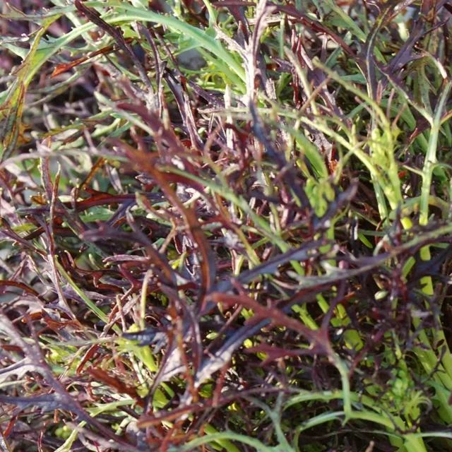 Roots Plants 10 Autumn Frills Mustard All Vegetable Plants 4 Roots Plants 10 Autumn Frills Mustard All Vegetable Plants