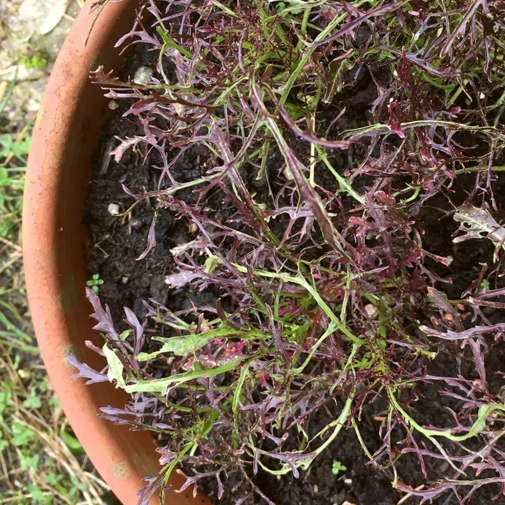 Roots Plants 10 Autumn Frills Mustard All Vegetable Plants 5 Roots Plants 10 Autumn Frills Mustard All Vegetable Plants