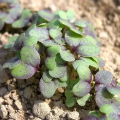 Roots Plants All Vegetable Plants 10 Autumn Giant Red Mustard