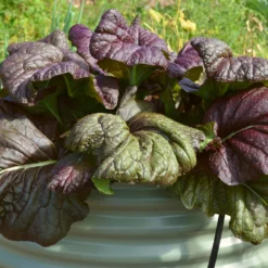 Roots Plants All Vegetable Plants 10 Autumn Giant Red Mustard