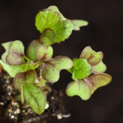 Roots Plants All Vegetable Plants 10 Autumn Giant Red Mustard