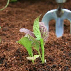 Roots Plants All Vegetable Plants 10 Autumn Giant Red Mustard