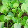 Roots Plants All Vegetable Plants 10 Autumn Land Cress 2 Roots Plants All Vegetable Plants 10 Autumn Land Cress