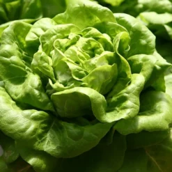 Roots Plants 10 Autumn 'Arctic King' Lettuce