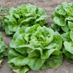 Roots Plants 10 Autumn 'Arctic King' Lettuce