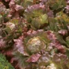 Roots Plants 10 Autumn 'Marvel Of Four Seasons' Lettuce