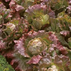Roots Plants 10 Autumn 'Marvel Of Four Seasons' Lettuce