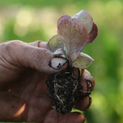 Roots Plants 10 Autumn 'Marvel Of Four Seasons' Lettuce