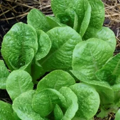 Roots Plants 10 Autumn 'Winter Density' Lettuce