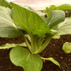 Roots Plants Brassicas & Leafy Greens 10 Autumn 'Hanakan' Pak Choi