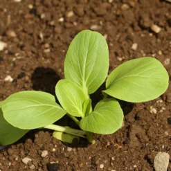 Roots Plants Brassicas & Leafy Greens 10 Autumn 'Hanakan' Pak Choi