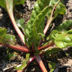 Roots Plants All Vegetable Plants 10 Rhubarb Chard