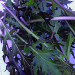 Roots Plants 10 Autumn 'Red Knight' Mizuna