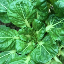 Roots Plants Brassicas & Leafy Greens 10 Autumn Tatsoi