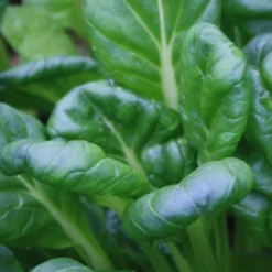 Roots Plants Brassicas & Leafy Greens 10 Autumn Tatsoi