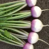 Roots Plants 10 Autumn 'Sweetbell' Turnip