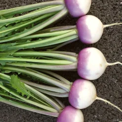 Roots Plants 10 Autumn 'Sweetbell' Turnip