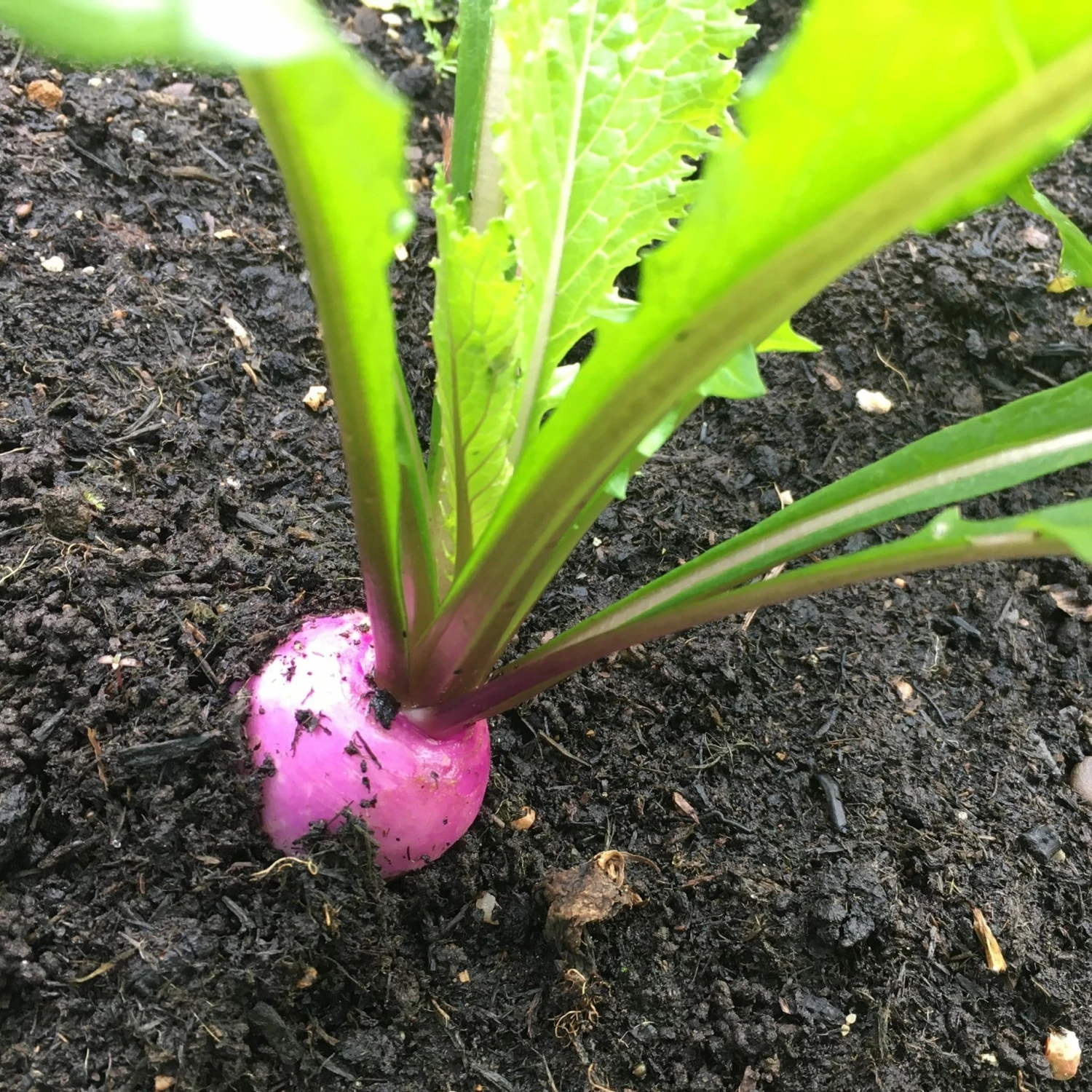 Roots Plants 10 Autumn 'Sweetbell' Turnip 4 Roots Plants 10 Autumn 'Sweetbell' Turnip