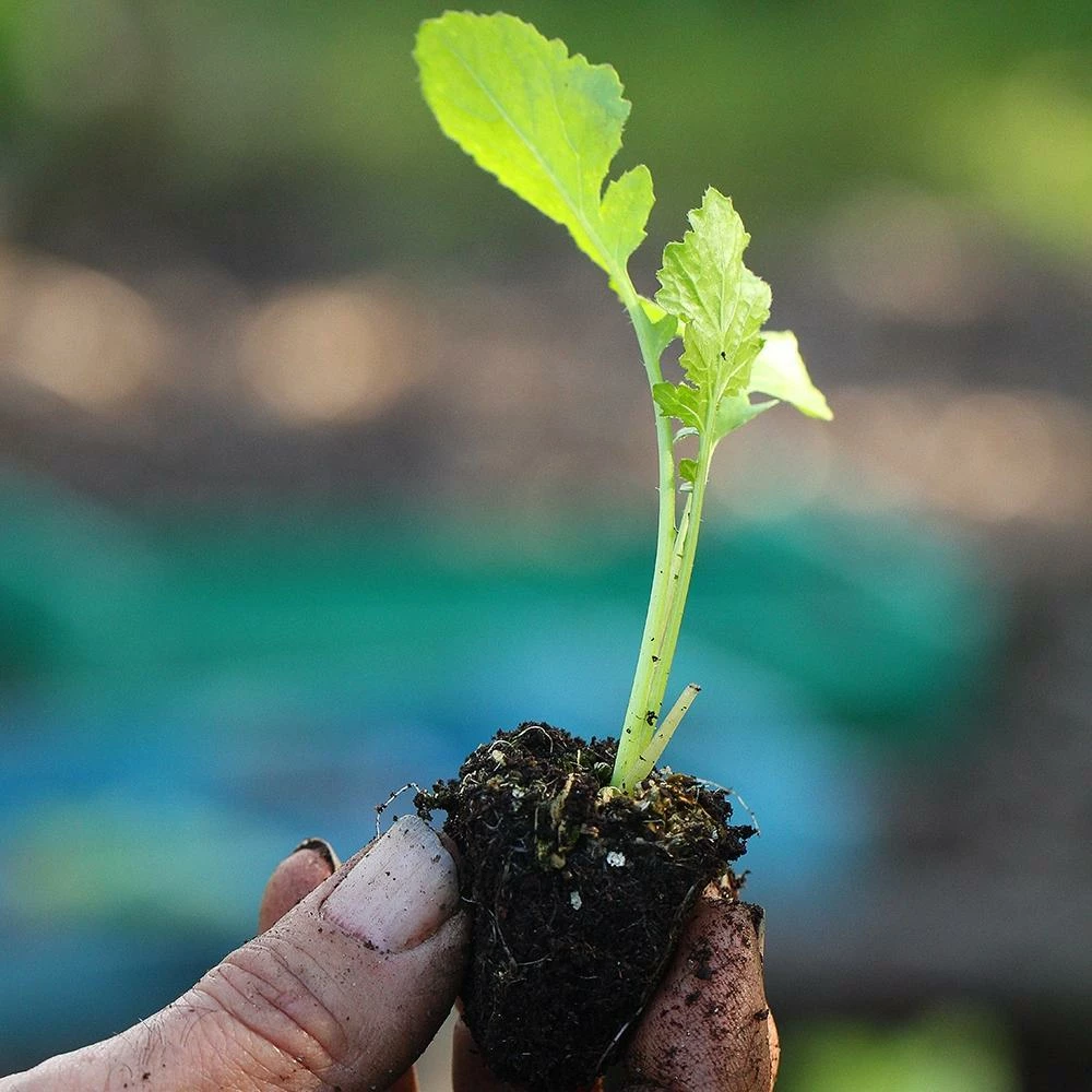 Roots Plants 10 Autumn 'Sweetbell' Turnip 5 Roots Plants 10 Autumn 'Sweetbell' Turnip
